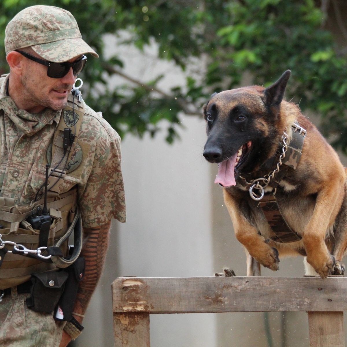 Agent cynophile en entraînement avec son chien.